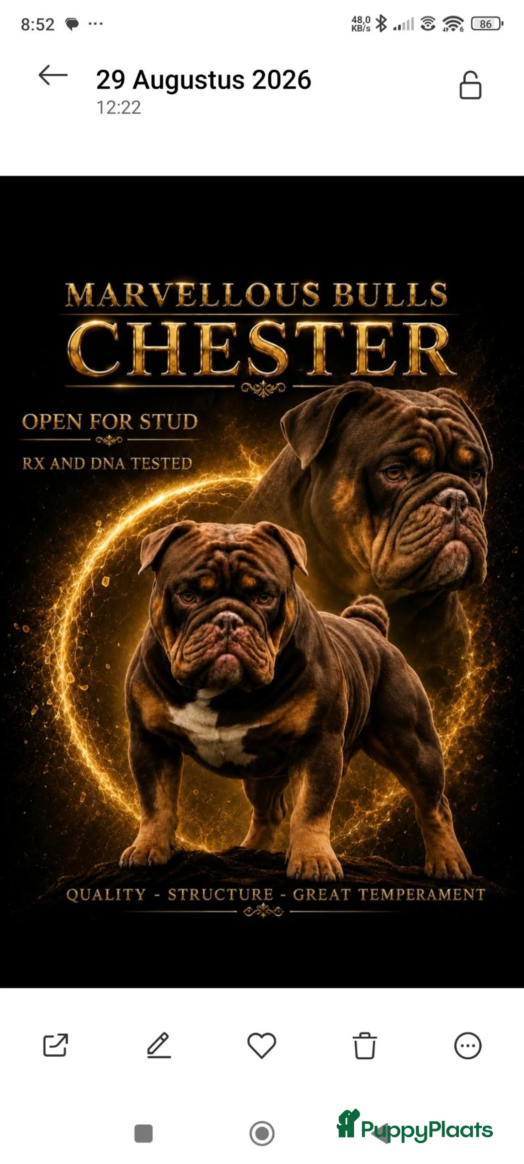 Engelse Bulldog honden ter dekking: Engelse/ New English Bulldog dekreu  - Advertentie 1