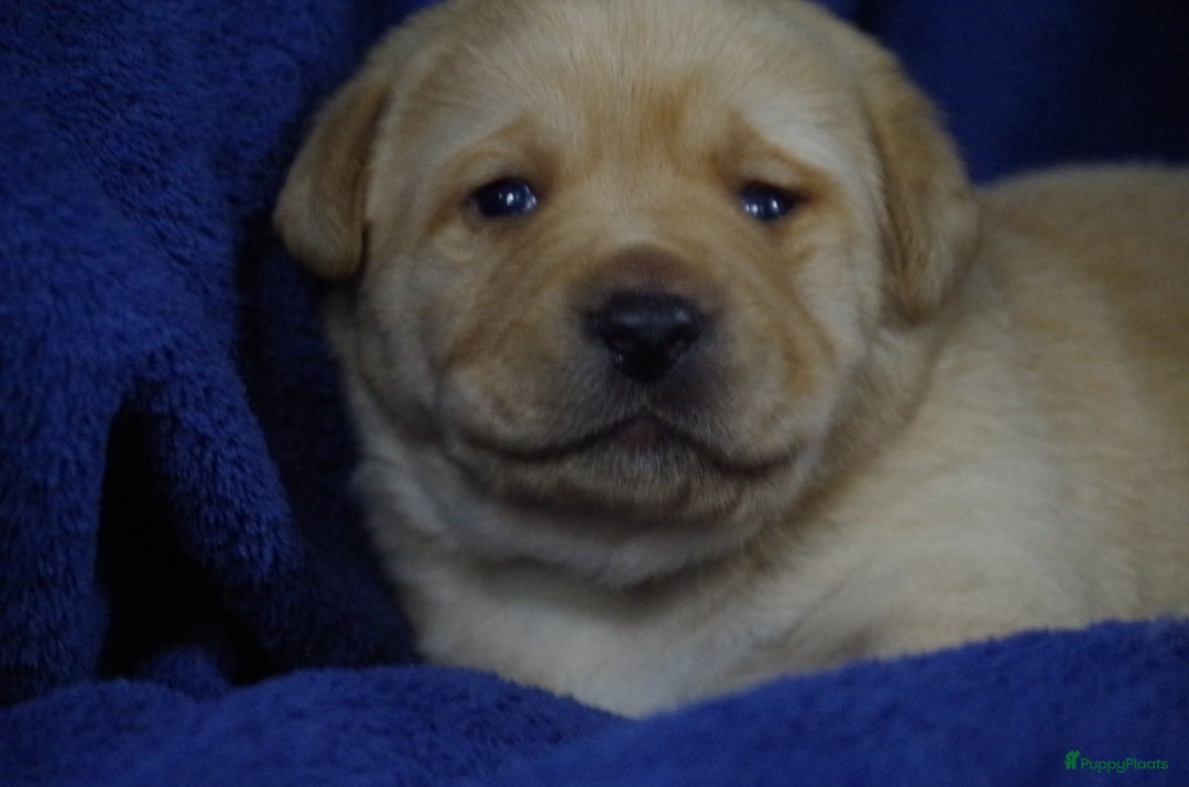 Labrador Retriever honden te koop: schitterend geel labrador reutje beschikbaar.  - Advertentie 7