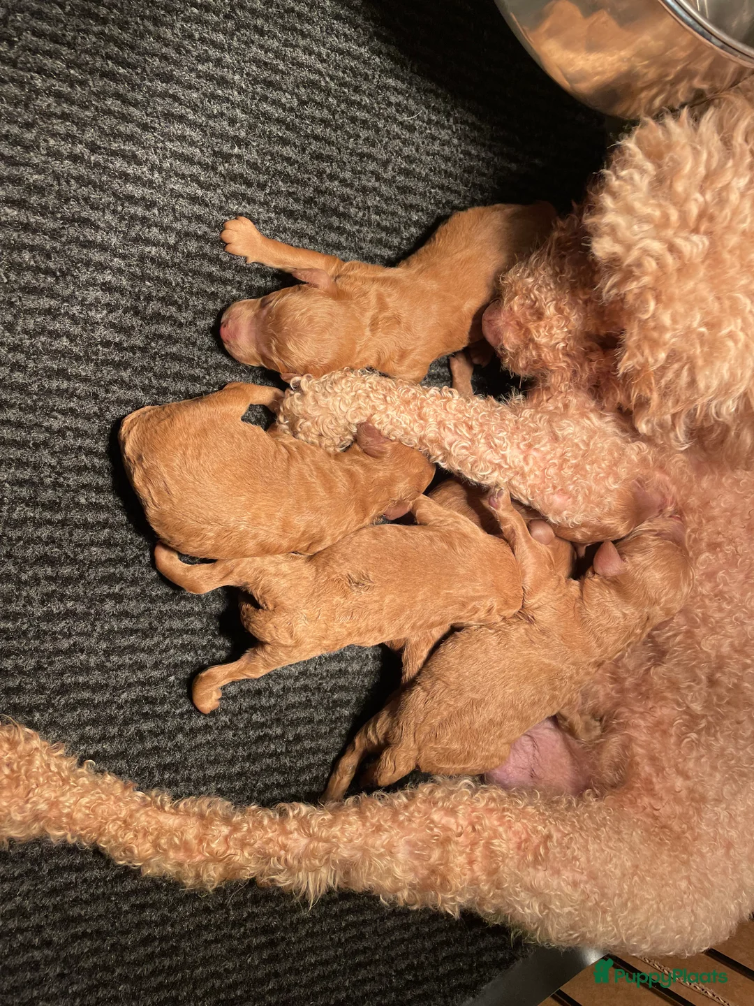 Poedel Toy honden te koop: Toy poedel pups in Geldrop - Advertentie 6