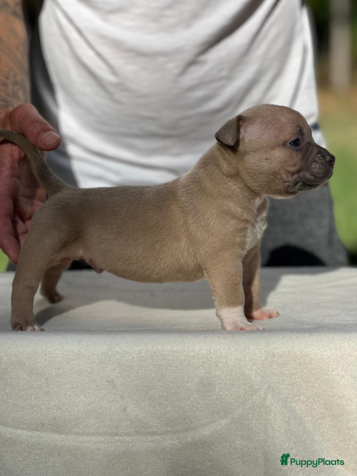 Amerikaanse Bully honden Amerikaanse bully pocket - Advertentie 2