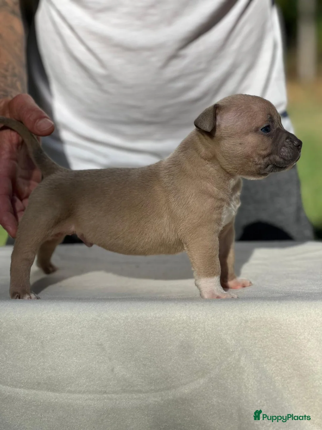 Amerikaanse Bully honden te koop: Amerikaanse bully pocket - Advertentie 2