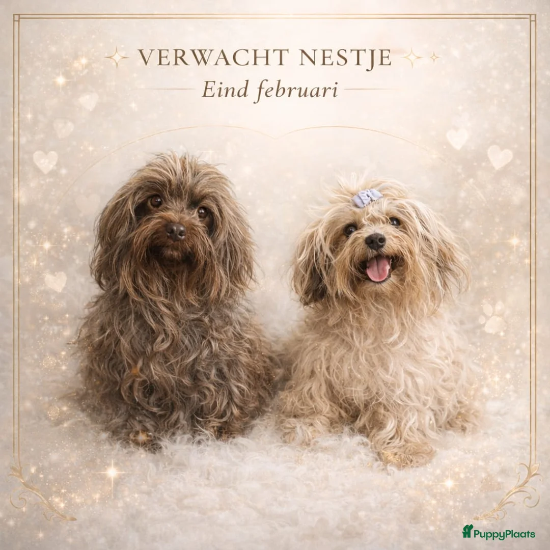 Bolonka Zwetna honden te koop: Bolonka Zwetna Reu Puppy - Advertentie 19