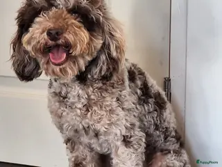 Dwergpoedel honden chocobruin merle dwergpoedel ter dekking - Advertentie 2