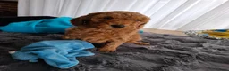 Labradoodle honden te koop: Labradoodle pups medium  - Advertentie 14