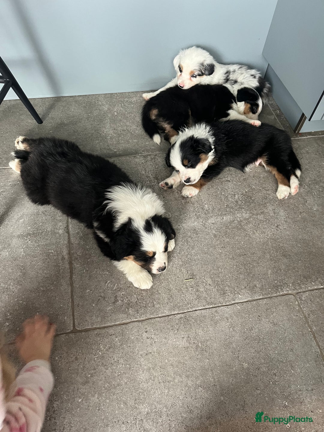 Australian Shepherd honden te koop: 100% aussie pups - Advertentie 7