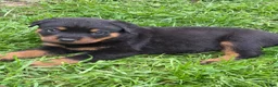 Rottweiler honden te koop: Prachtig mooie Rotweiler pups te koop! - Advertentie 11