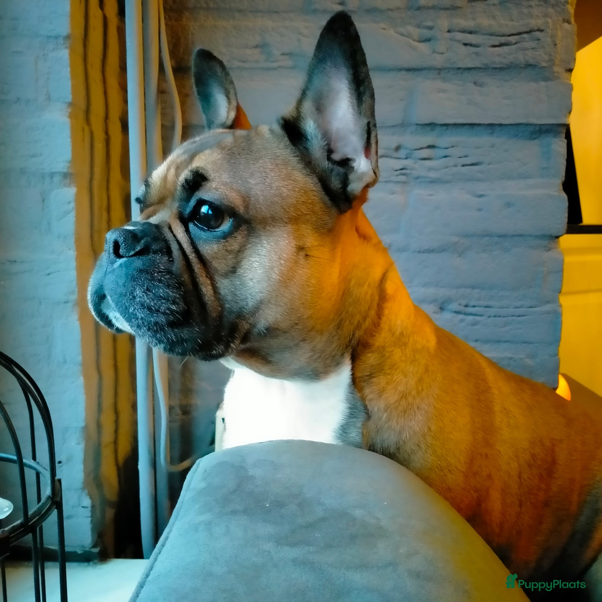 Franse Bulldog honden Fr bulldog puppy's uit geteste ouders - Advertentie 1