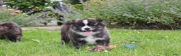 Akita honden te koop: Zeldzaam mooie Japanse akita inu pups - Advertentie 2