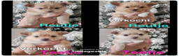 Pomchi honden te koop: Pomchi pups  - Advertentie 2