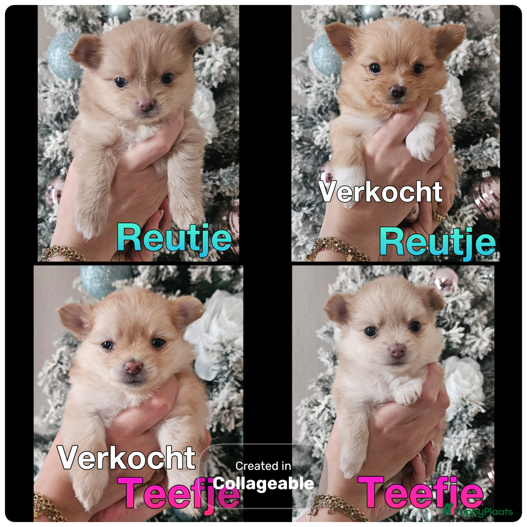 Pomchi honden te koop: Pomchi pups  - Advertentie 2