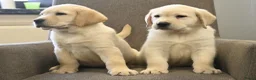 Labrador Retriever honden te koop: Knappe Labrador pups met stamboom ! - Advertentie 3