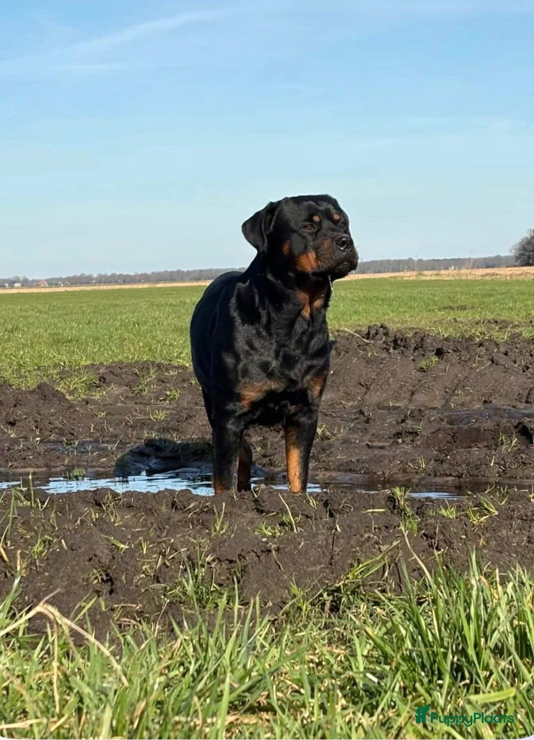 Kruising honden te koop: Prachtige Labradoodle X rottweiler pups  - Advertentie 10