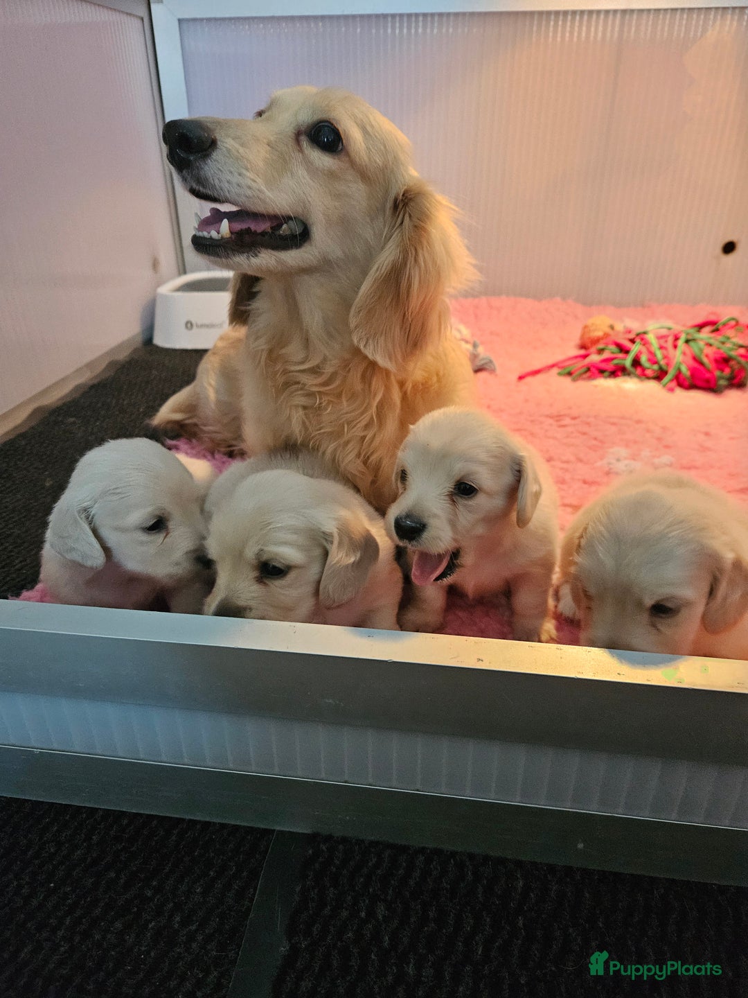 Teckel (langhaar) honden te koop: Schitterende licht blonde kleine teckel pupjes  - Advertentie 13