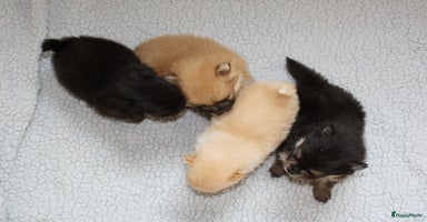Pomeriaan honden - Advertentie 10