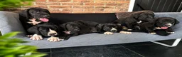 Duitse Dog honden te koop: Prachtige Duitse Dog pups zoeken een thuis - Advertentie 13