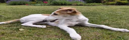 Barsoi honden te koop: Borzoi-teef uit FCI-kennel zoekt lief thuis  - Advertentie 36