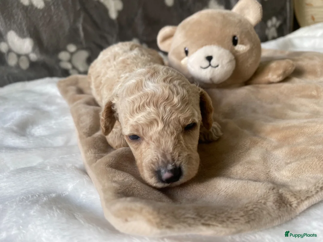 Poedel Toy honden te koop: Prachtig mooie toy poedel pupjes - Advertentie 2