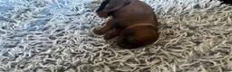 Rhodesian Ridgeback honden te koop: Pups met stamboom Rhodesian Ridgeback  - Advertentie 13