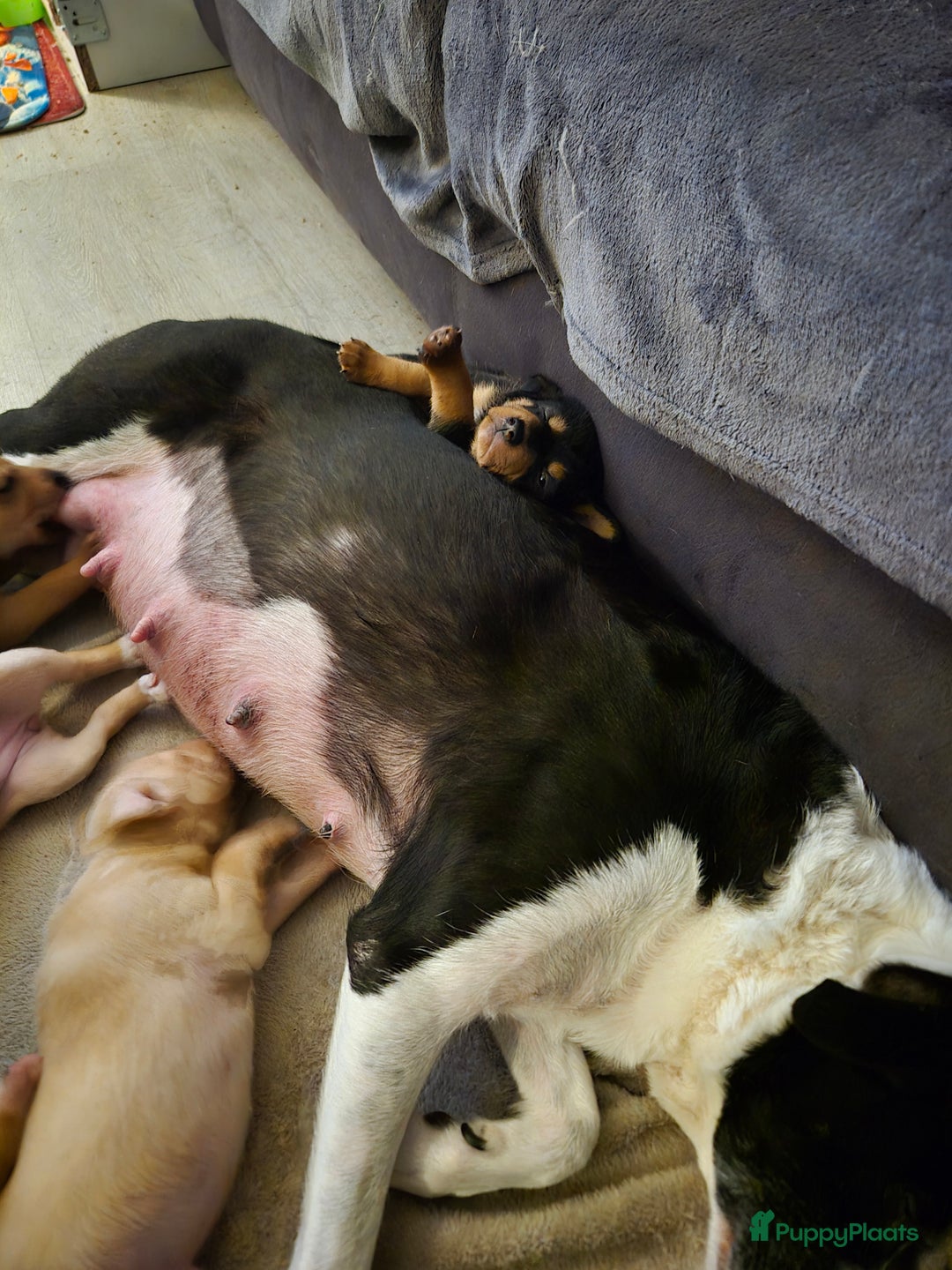 Kruising honden te koop: Lieve aanhankelijke kruising pups - Advertentie 7