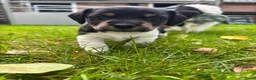 Jack Russel Terriër honden te koop: Brokencoat Merle Jackies in Lauwerzijl - Advertentie 3