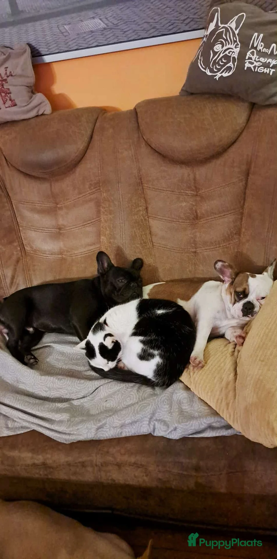 Franse Bulldog honden te koop: Franse bulldog raszuiver FCI (geteste ouders)  - Advertentie 4