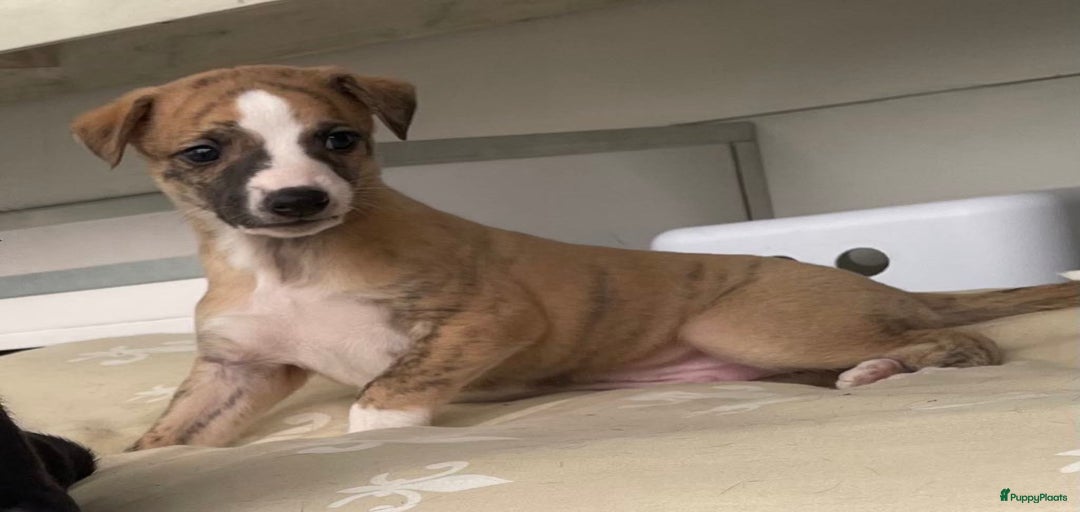 Galerij afbeelding {{count}}