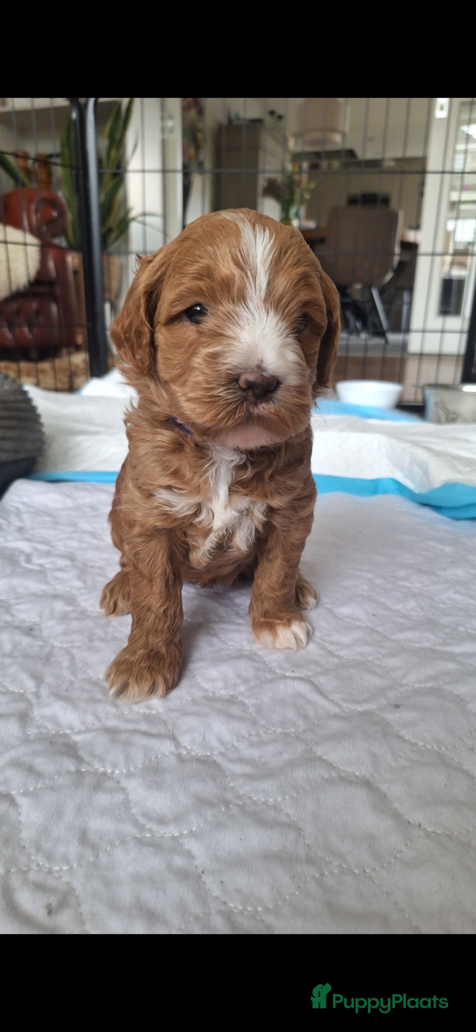 Kruising honden (Australiën) labradoodle, nog 1 pup beschikbaar - Advertentie 3
