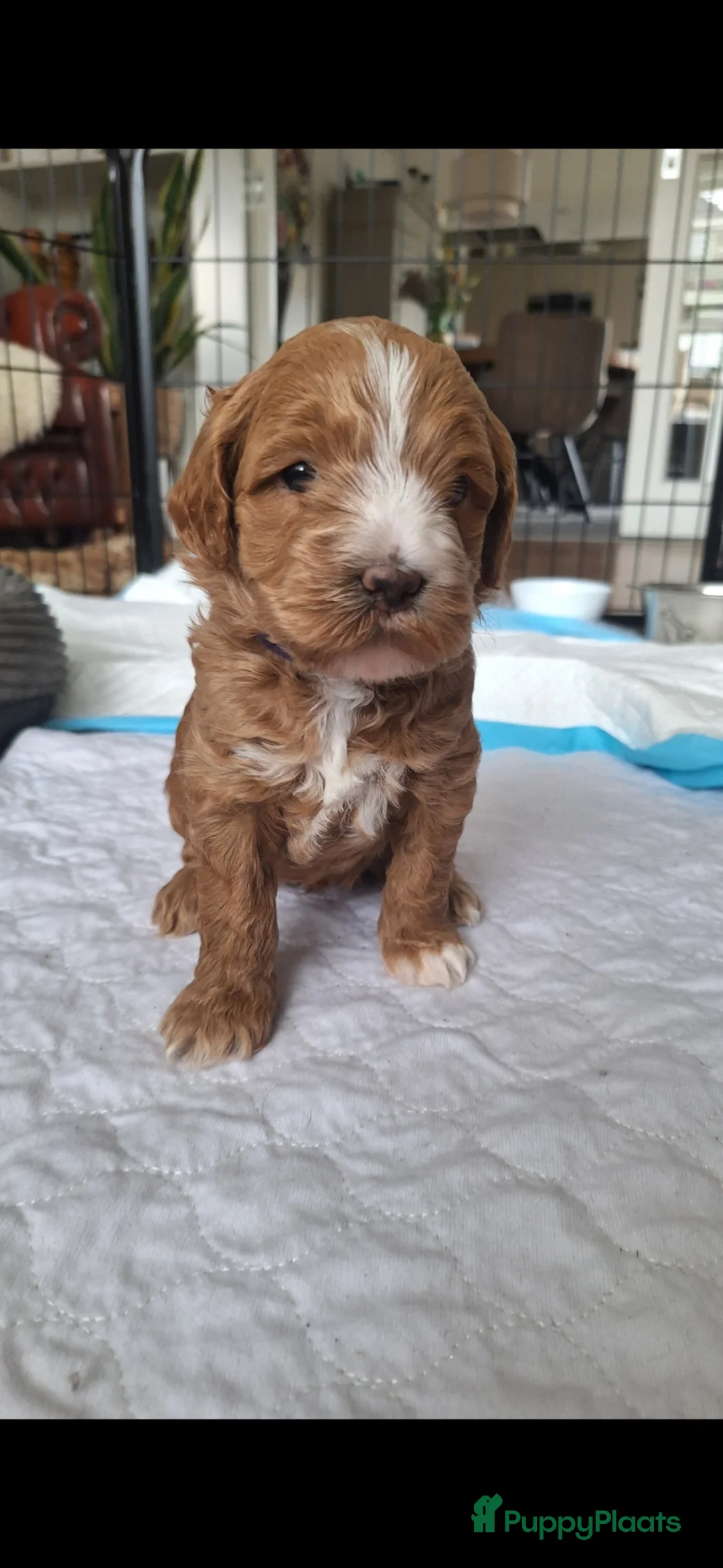 Kruising honden te koop: (Australiën) labradoodle, nog 1 pup beschikbaar in Rijssen - Advertentie 1
