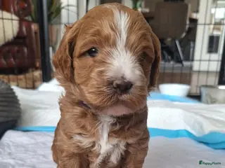 Kruising honden (Australiën) labradoodle, nog 1 pup beschikbaar - Advertentie 3