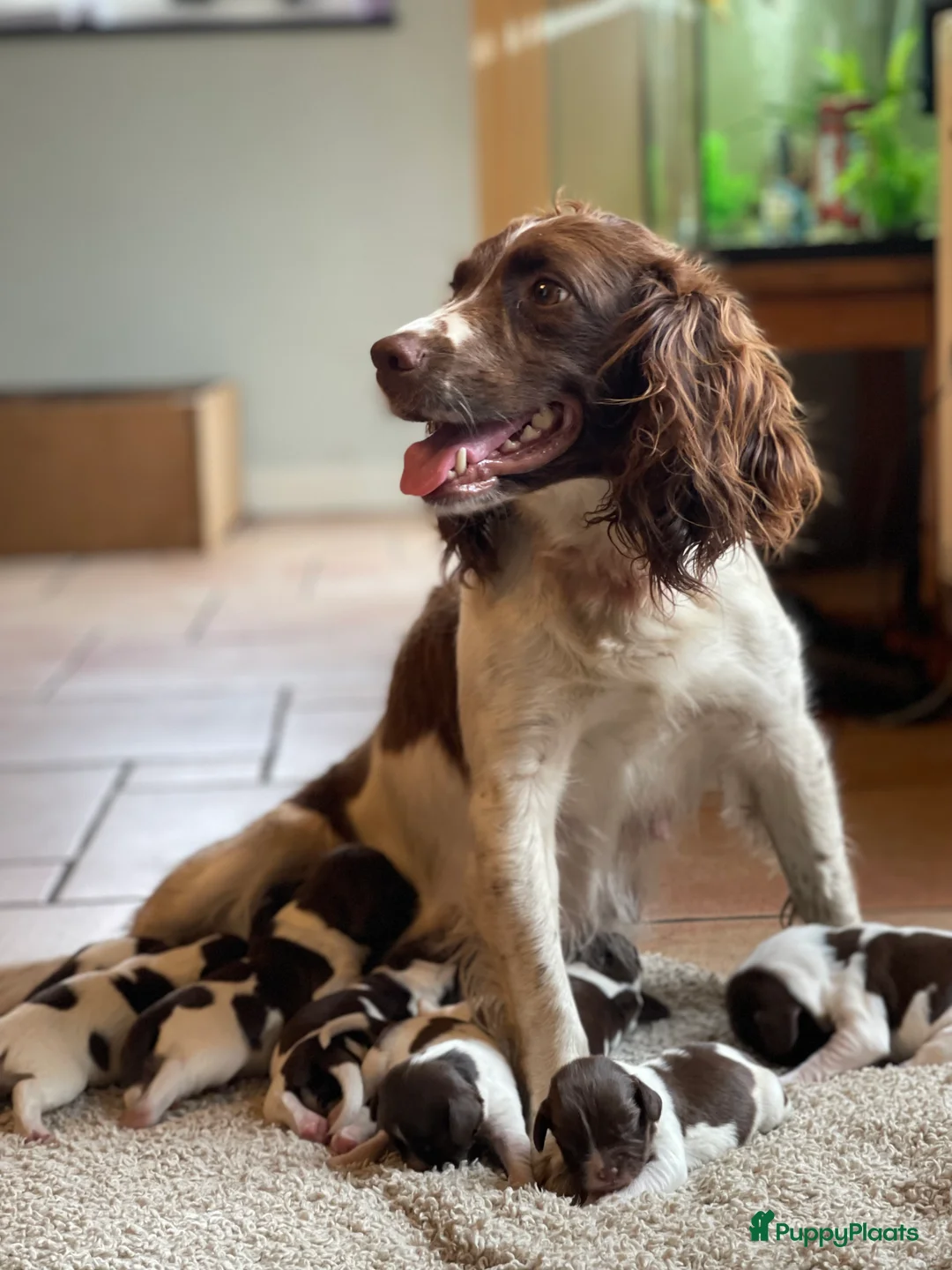 Engelse Springer Spaniel honden te koop: Engelse Springer Spaniël pups - Advertentie 1