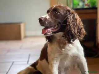 Engelse Springer Spaniel honden Engelse Springer Spaniël pups - Advertentie 2