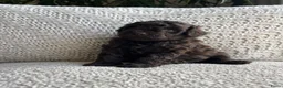 Maltipoo honden te koop: Chocolade bruine maltipoo/toypoeder puppy’s - Advertentie 5