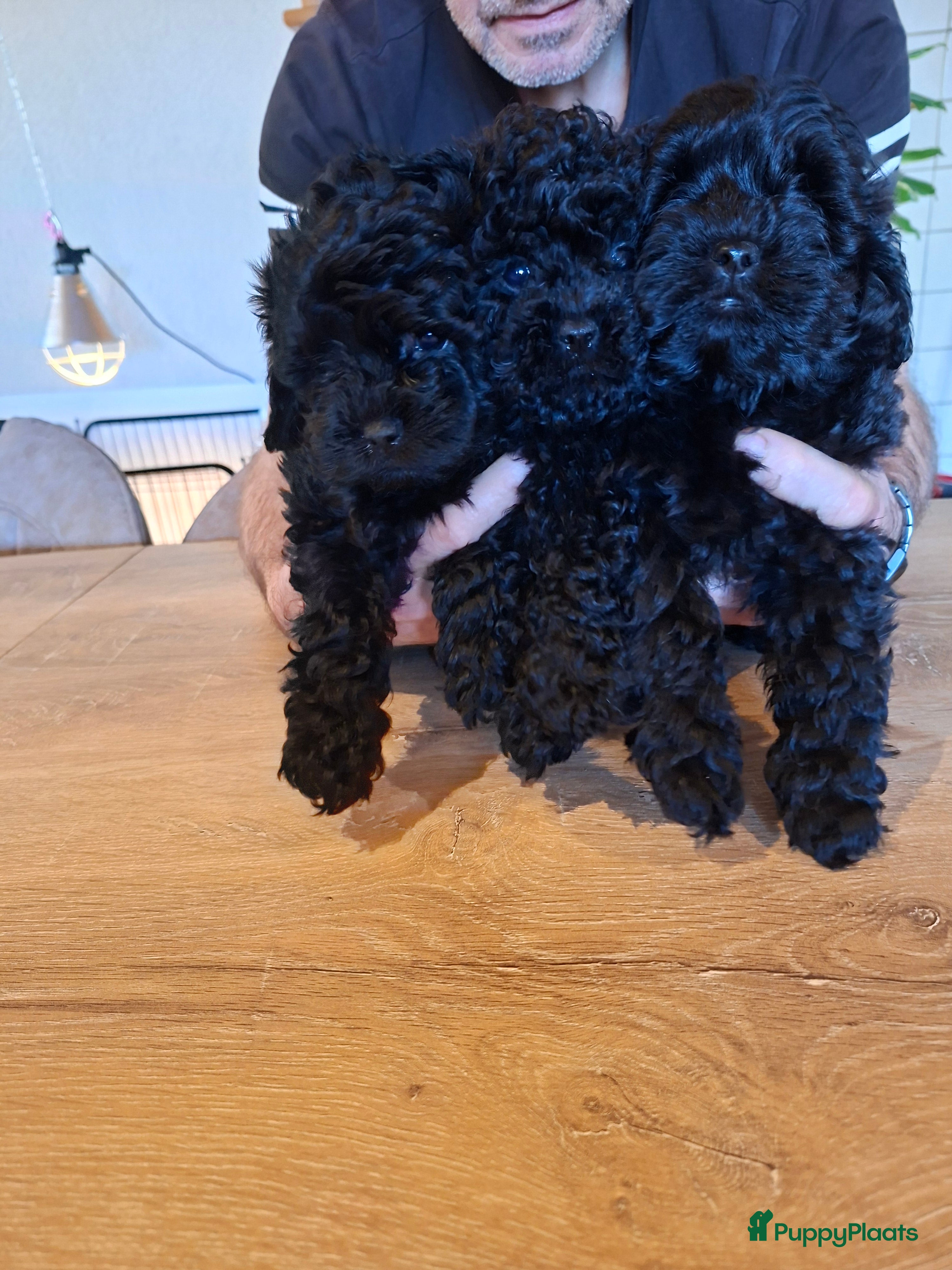 Shihpoo honden Te koop aangeboden Shihpoopups - Advertentie 1