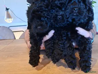 Shihpoo honden Te koop aangeboden Shihpoopups - Advertentie 1