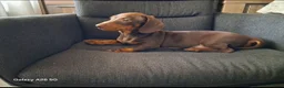 Teckel (korthaar)  honden te koop: Teckel  in Tilburg - Advertentie 3
