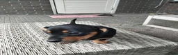 Kruising honden te koop: Te koop mooie lieve teckel pups  - Advertentie 5