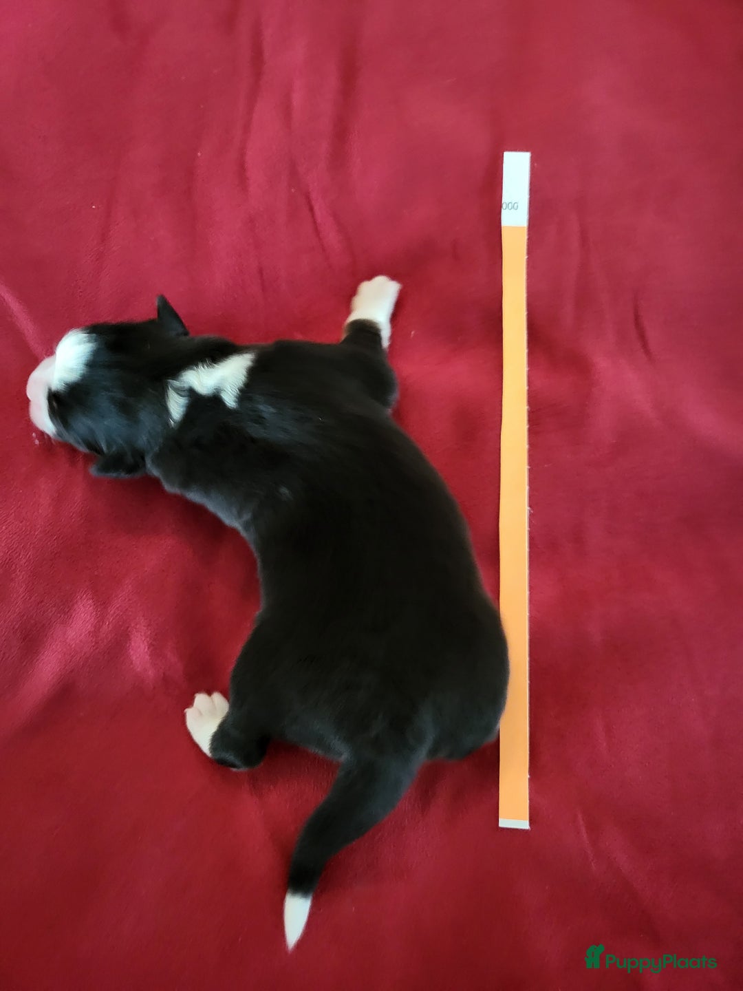 Australian Shepherd honden te koop: Australian Shepherd pupjes ouders volledg getest - Advertentie 3