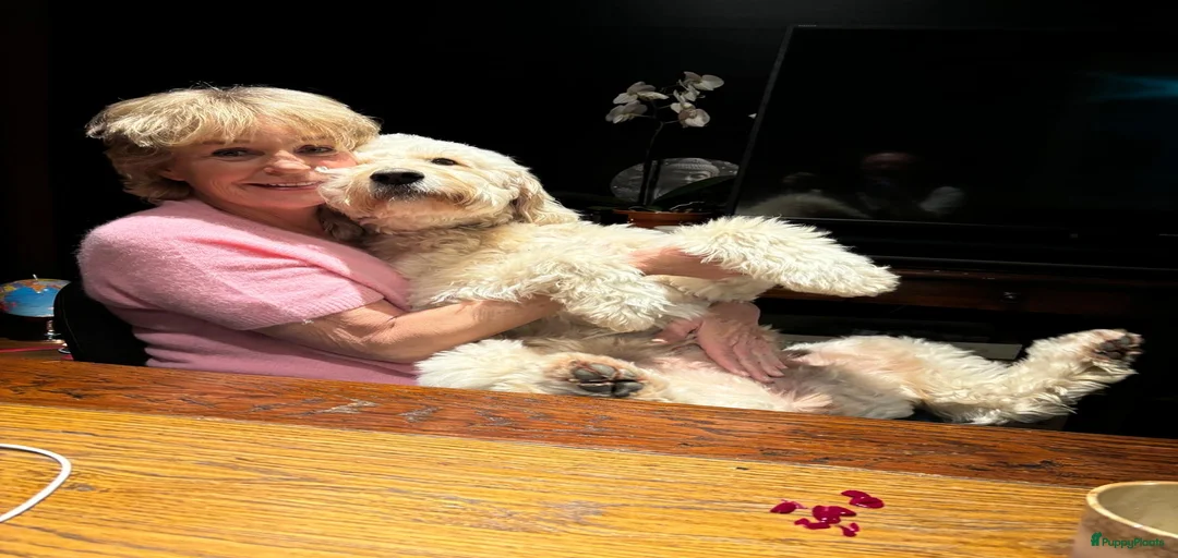 Galerij afbeelding {{count}}