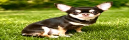 Chihuahua honden te koop: Teefje 17maand in Rotterdam - Advertentie 1