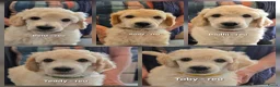 Labradoodle honden te koop: Prachtige labradoodle pups beschikbaar  - Advertentie 1