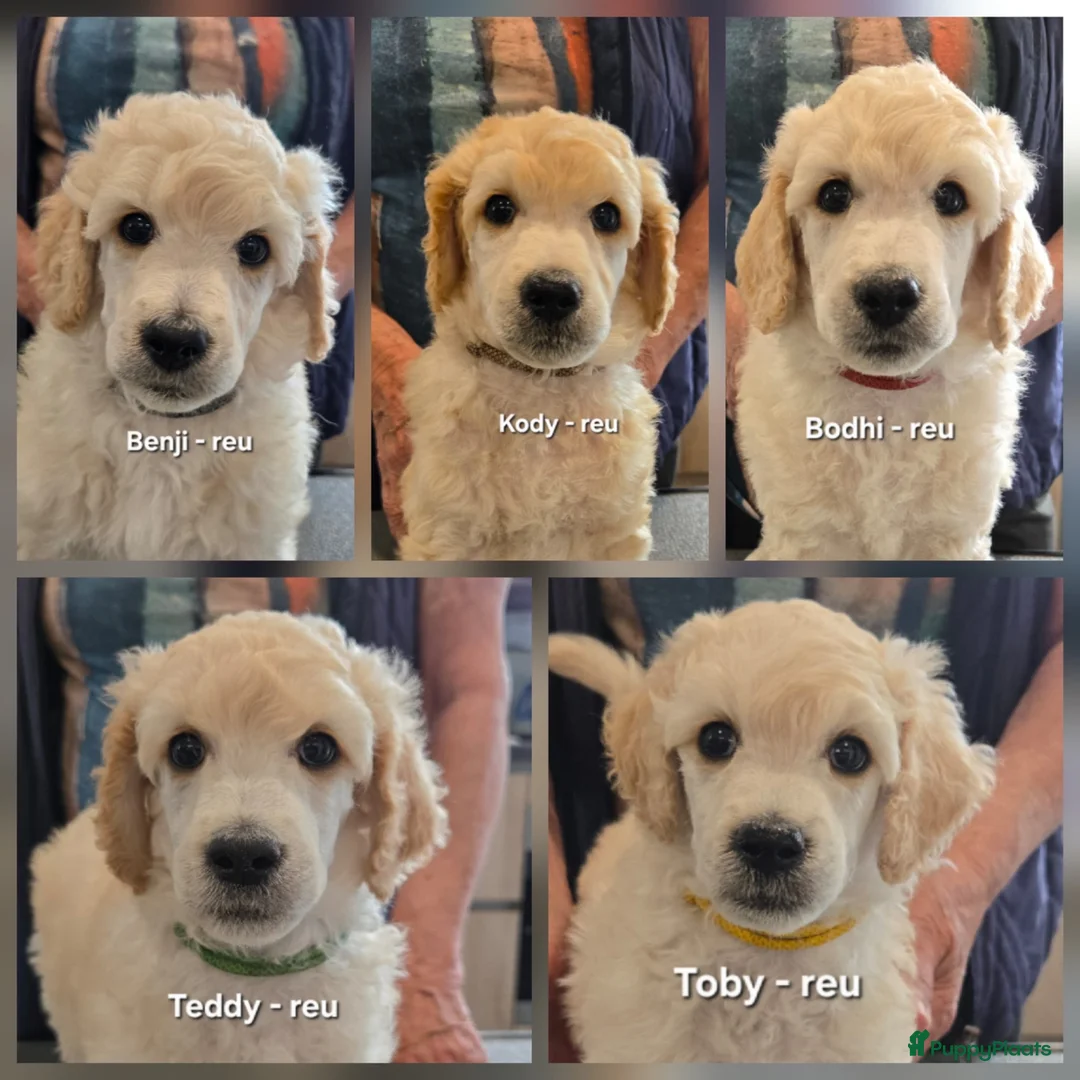 Labradoodle honden te koop: Prachtige labradoodle pups beschikbaar  - Advertentie 1