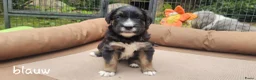 Bearded Collie honden te koop: Bearded Collie outcross - Advertentie 8