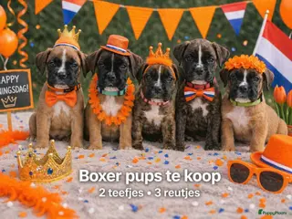 Boxer honden De laatste 5 Boxer Pups beschikbaar 🩵🩵🩵🩷🩷 - Advertentie 2