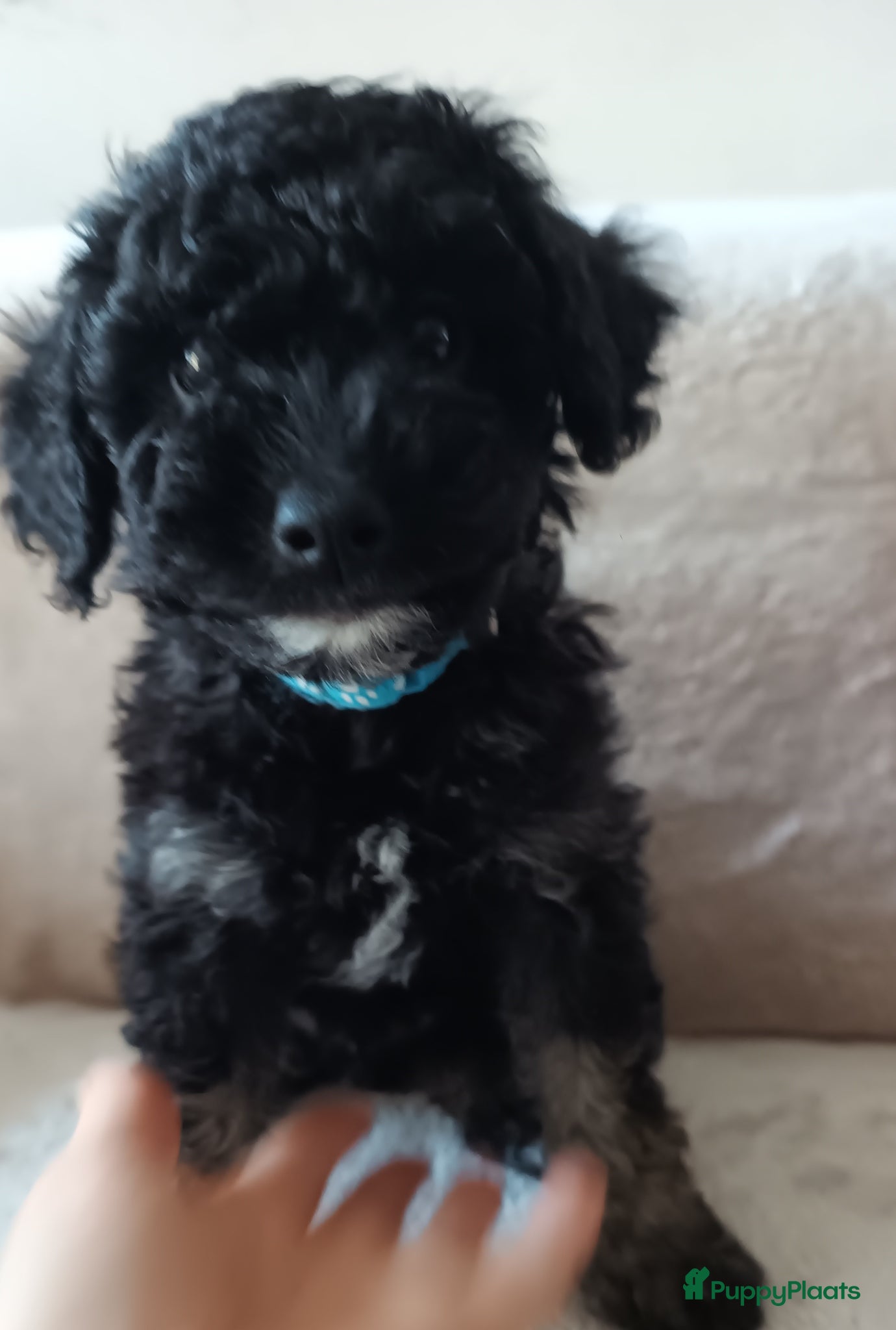 Dwergpoedel honden Dwergpoedel mini - Advertentie 1