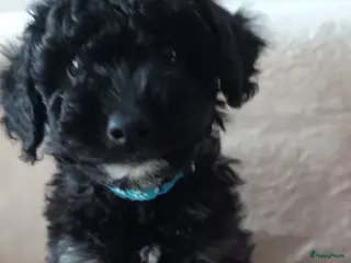 Dwergpoedel honden Dwergpoedel mini - Advertentie 2