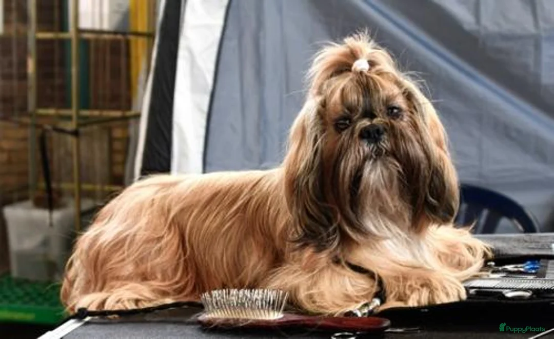 Shih Tzu honden te koop: Shoh tzu pup reu - Advertentie 1