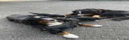 Berner Sennenhond honden te koop: Prachtige Raszuivere Berner Sennen pups te koop in Voorthuizen - Advertentie 14
