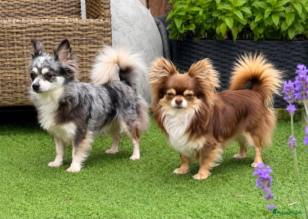 Chihuahua honden te koop: Schattige chihuahua pups mogen bijna verhuizen - Advertentie 11