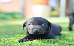 Labrador Retriever honden te koop: Labrador x Pointer pups te koop - Afbeelding 2