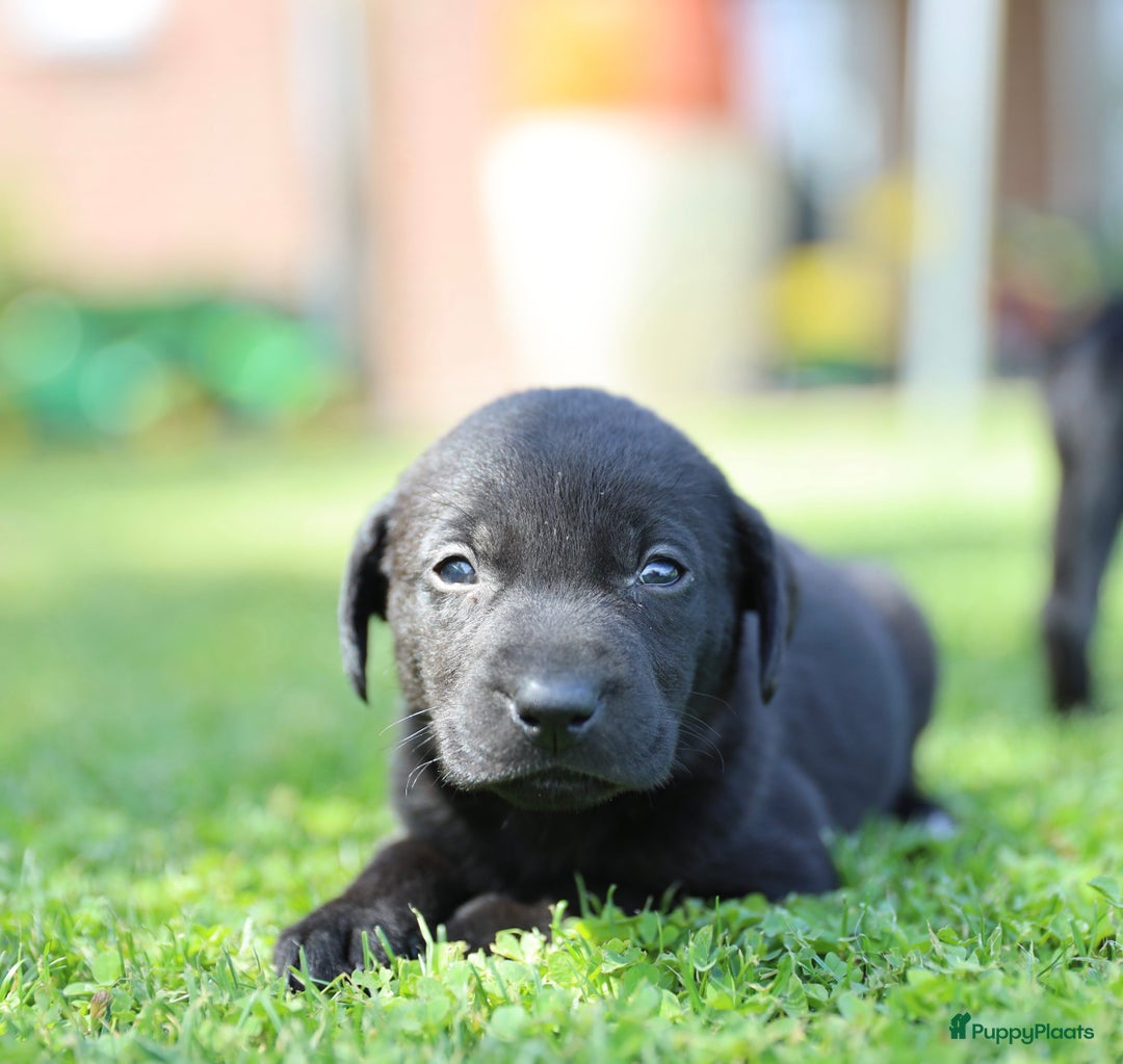 Labrador Retriever honden te koop: Labrador x Pointer pups te koop - Afbeelding 2